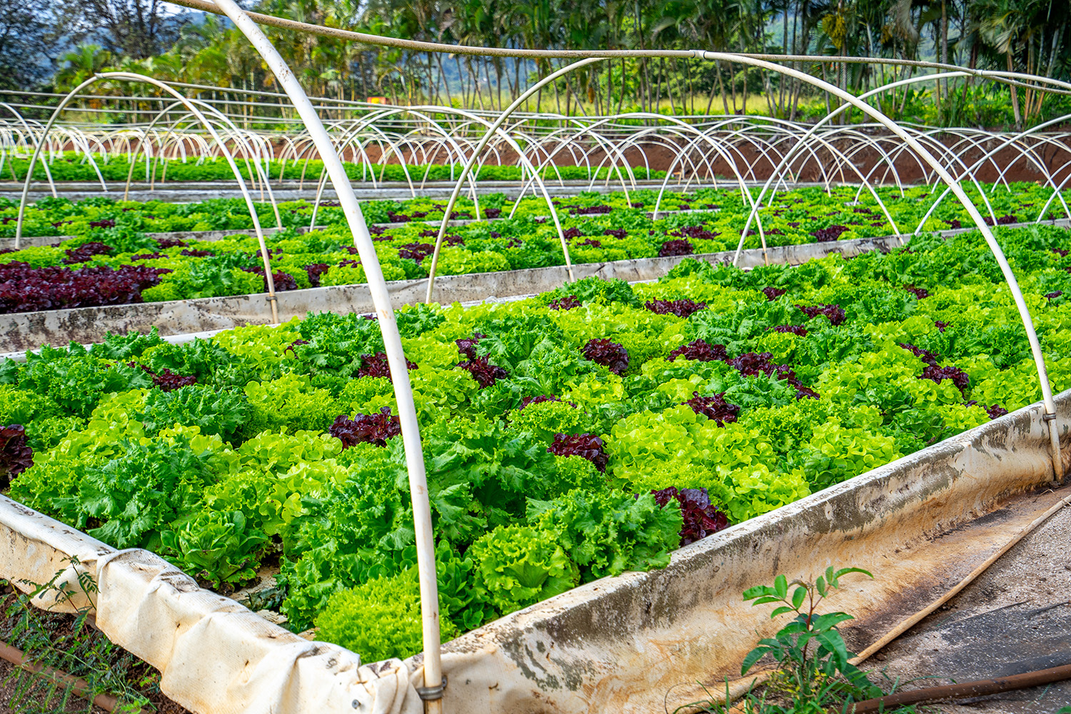 Kunia Country Farms Lettuce