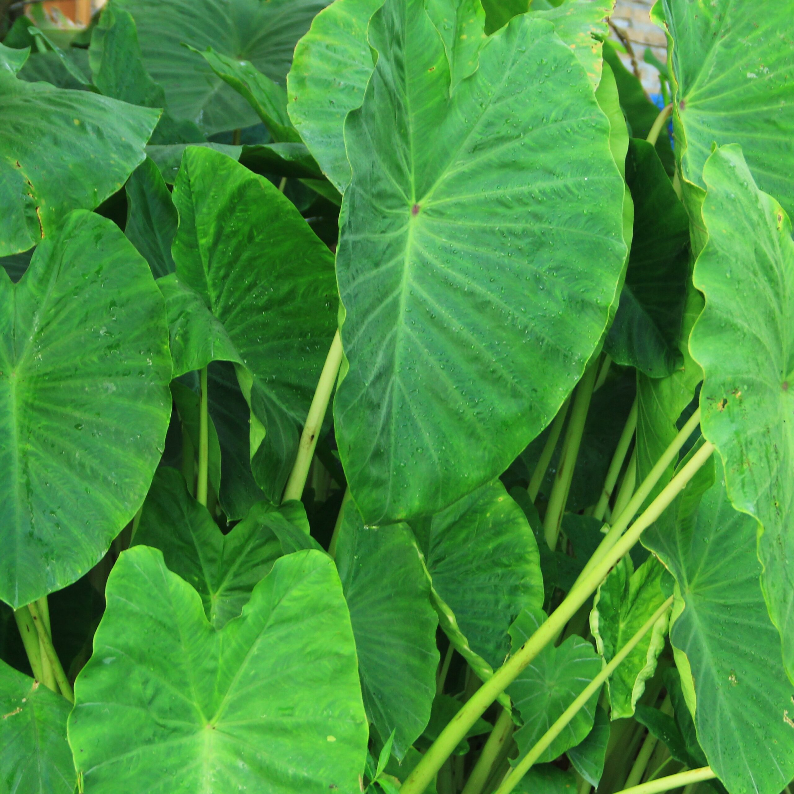Luau Leaves
