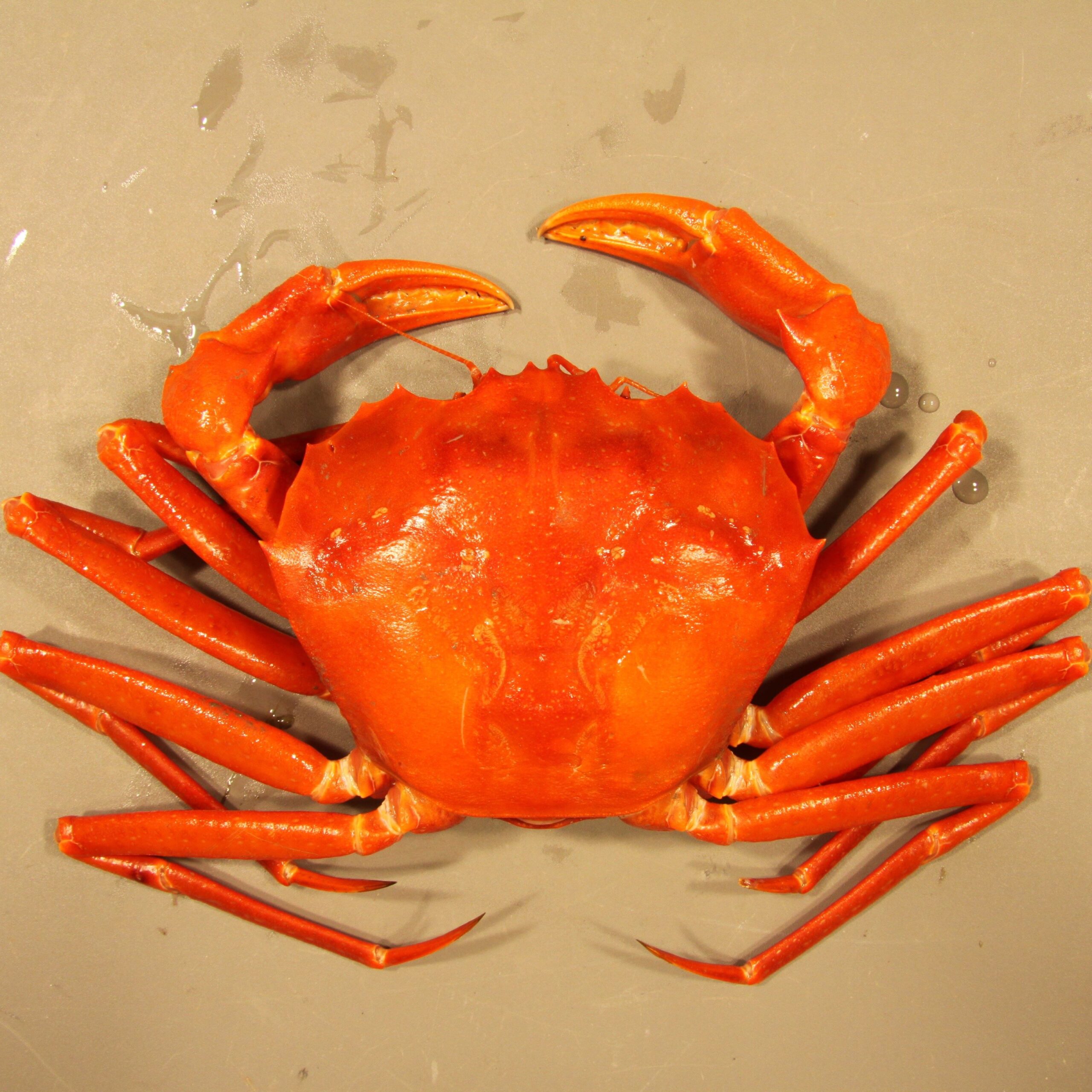 Whole Cooked Red Crab