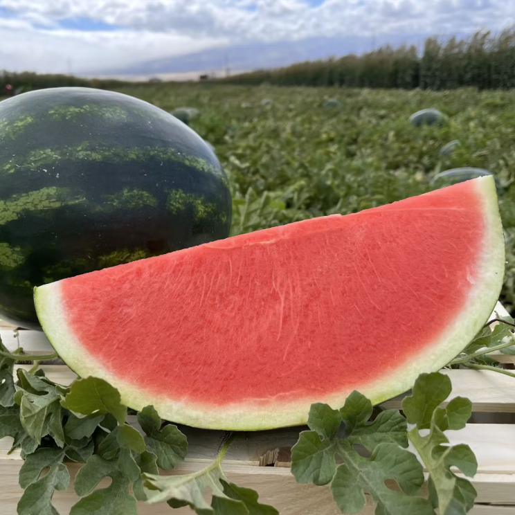 Seedless Watermelon
